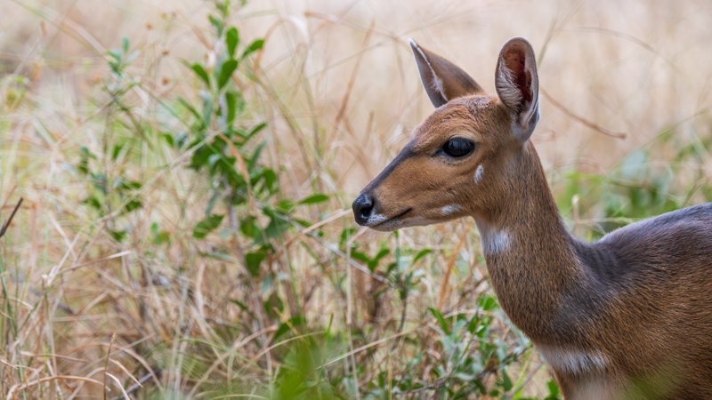Mashatu Game Reserve, Botswana