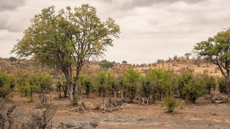 Mashatu Game Reserve, Botswana