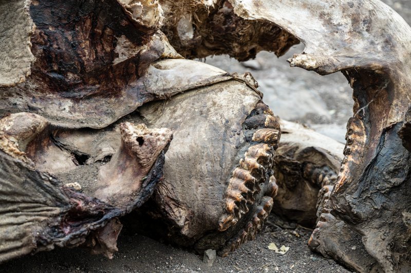 Mashatu Game Reserve, Botswana