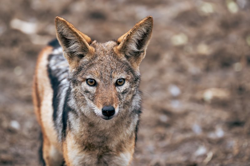 Mashatu Game Reserve, Botswana