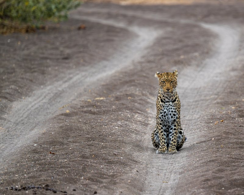 Mashatu Game Reserve, Botswana