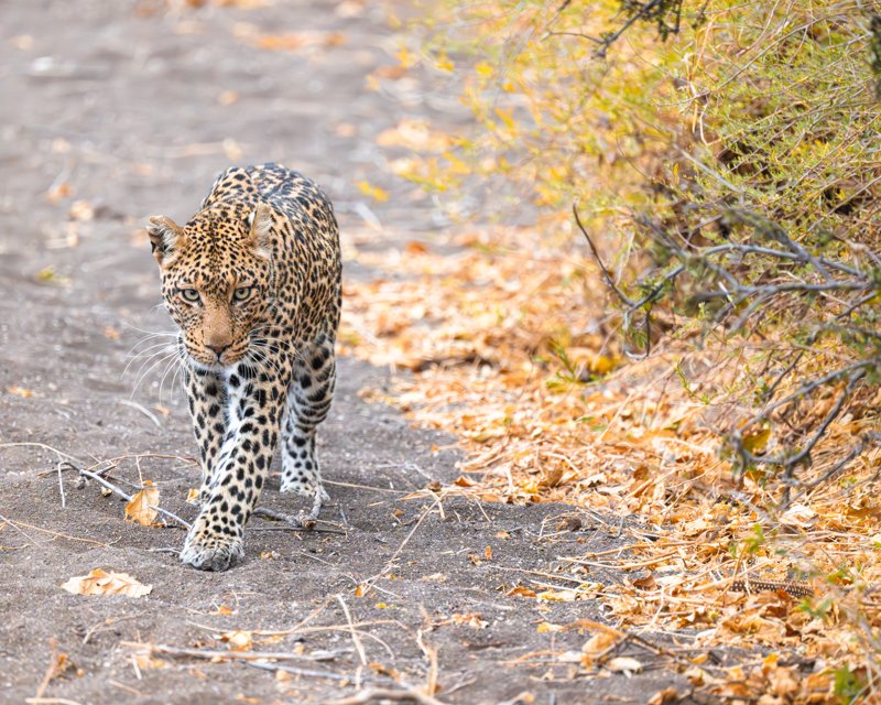 Mashatu Game Reserve, Botswana