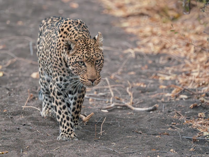 Mashatu Game Reserve, Botswana