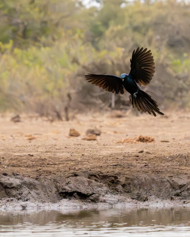 Mashatu Game Reserve, Botswana