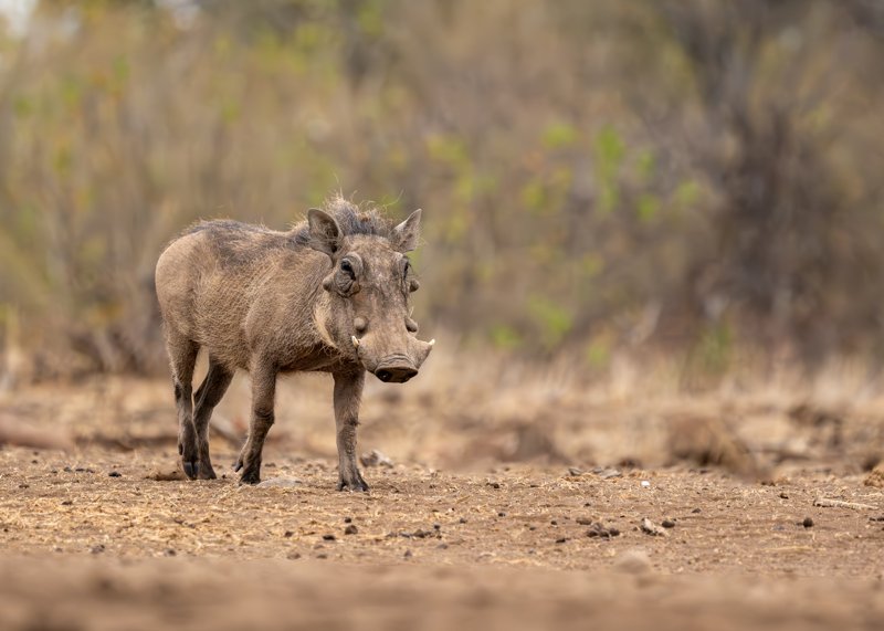 Mashatu Game Reserve, Botswana