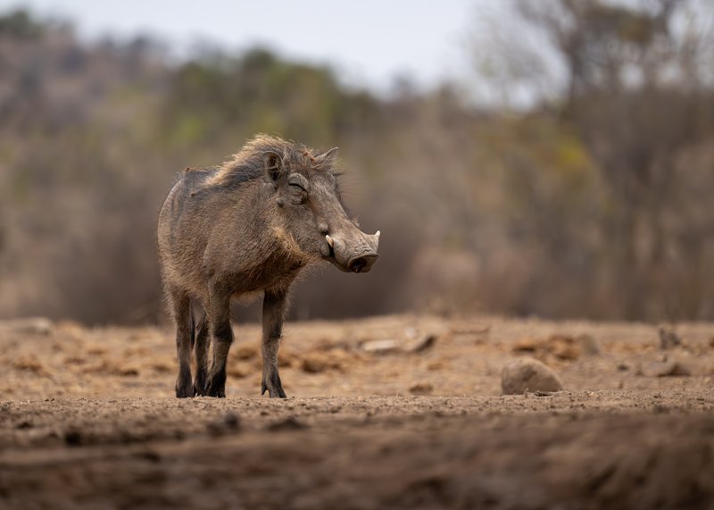 Mashatu Game Reserve, Botswana