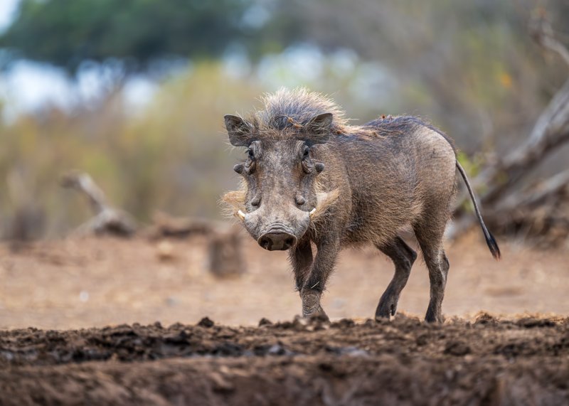 Mashatu Game Reserve, Botswana