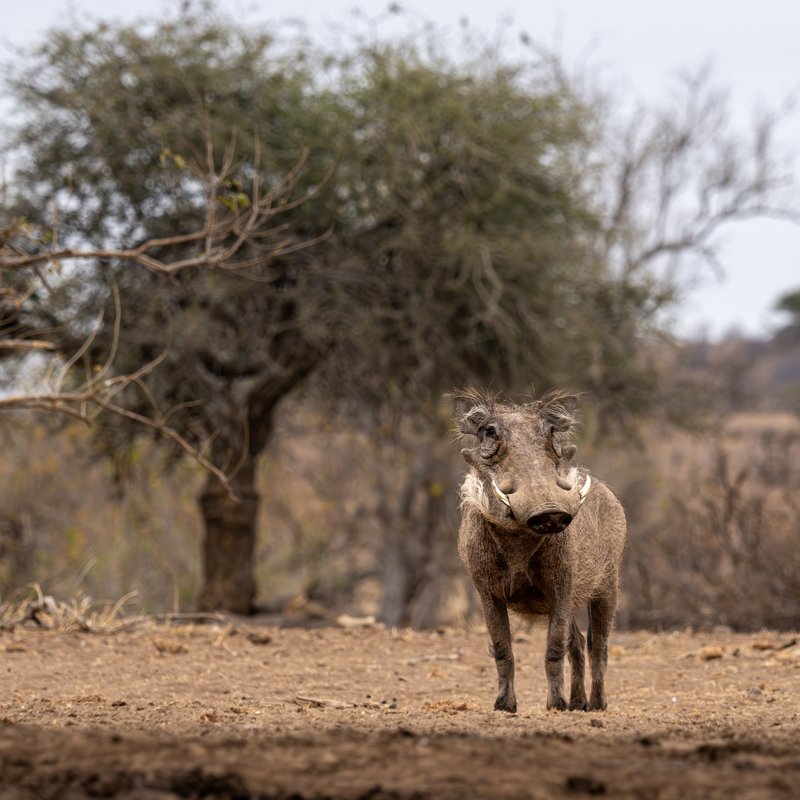 Mashatu Game Reserve, Botswana