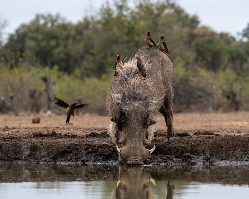 Mashatu Game Reserve, Botswana