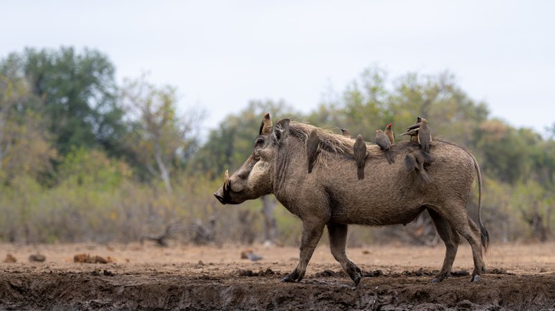 Mashatu Game Reserve, Botswana