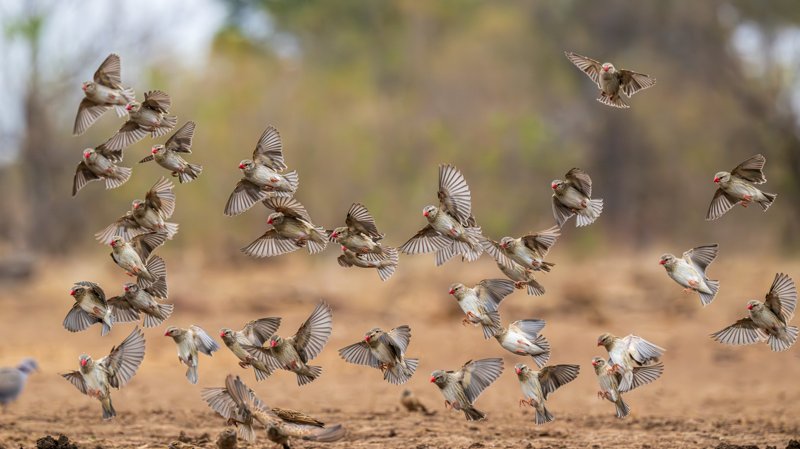 Mashatu Game Reserve, Botswana