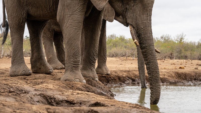 Mashatu Game Reserve, Botswana