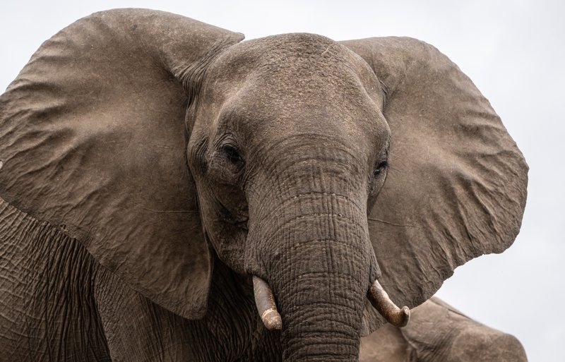 Mashatu Game Reserve, Botswana