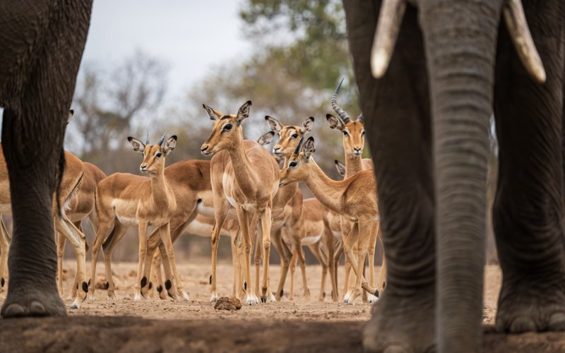 Mashatu Game Reserve, Botswana