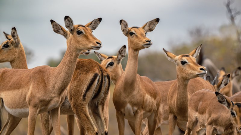 Mashatu Game Reserve, Botswana