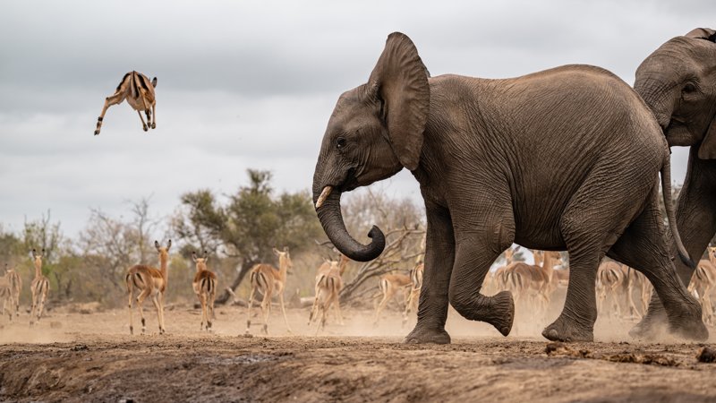 Mashatu Game Reserve, Botswana