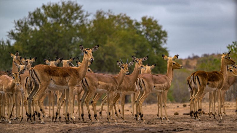 Mashatu Game Reserve, Botswana