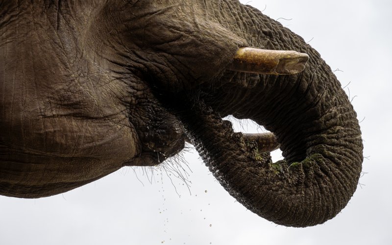 Mashatu Game Reserve, Botswana