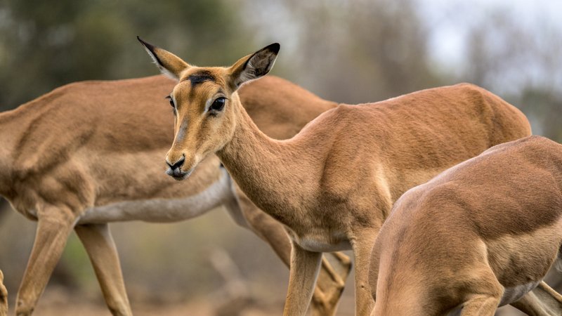Mashatu Game Reserve, Botswana
