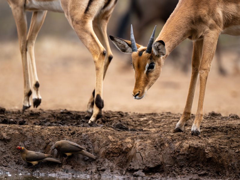 Mashatu Game Reserve, Botswana