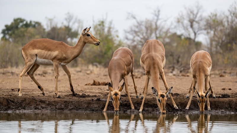 Mashatu Game Reserve, Botswana