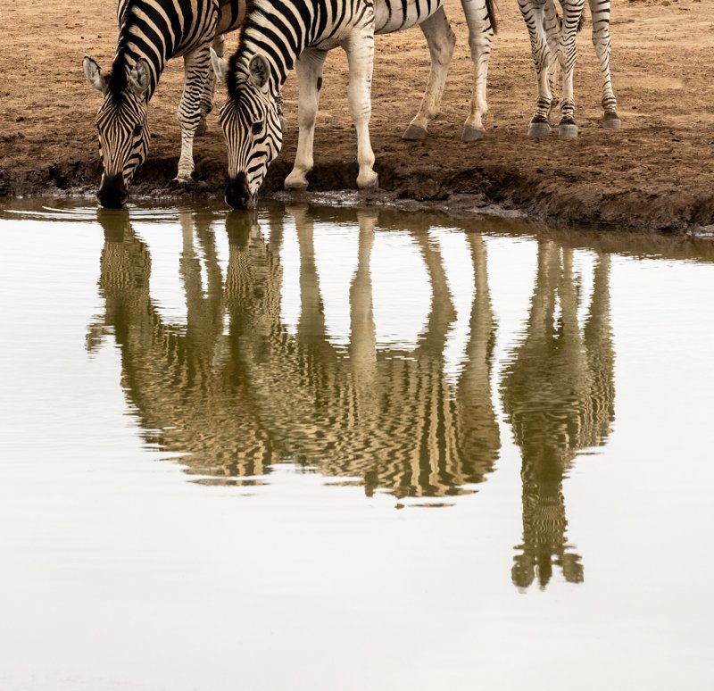 Mashatu Game Reserve, Botswana