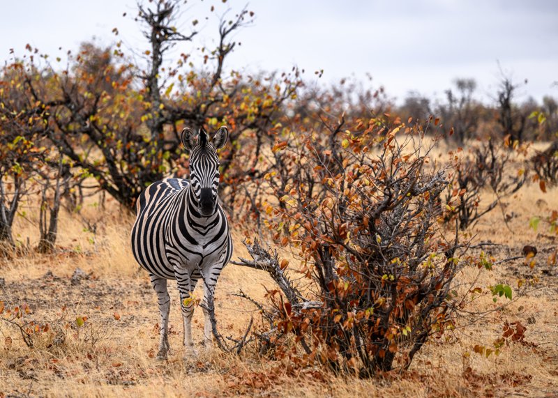 Mashatu Game Reserve, Botswana