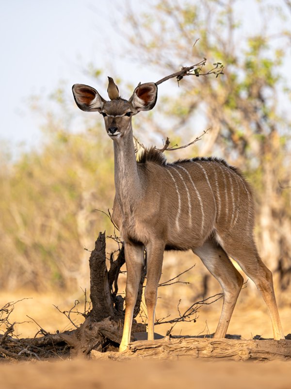 Mashatu Game Reserve, Botswana