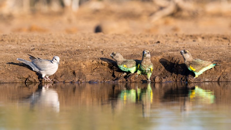 Mashatu Game Reserve, Botswana