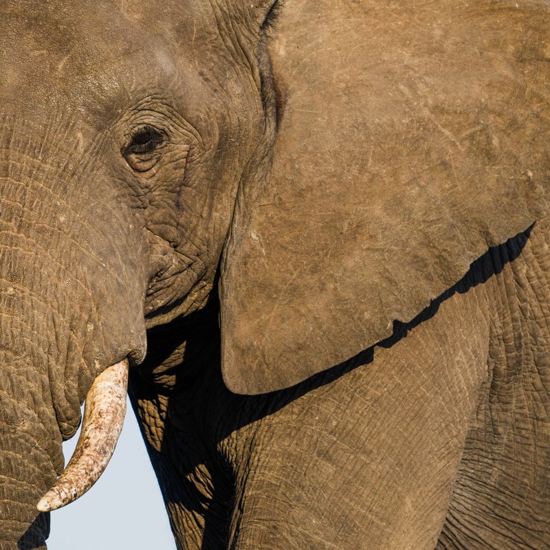 Mashatu Game Reserve, Botswana