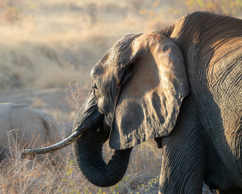 Mashatu Game Reserve, Botswana