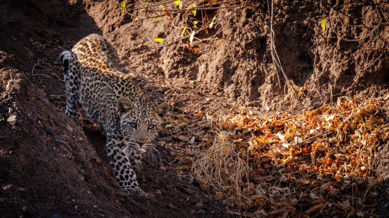 Mashatu Game Reserve, Botswana
