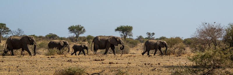 Mashatu Game Reserve, Botswana