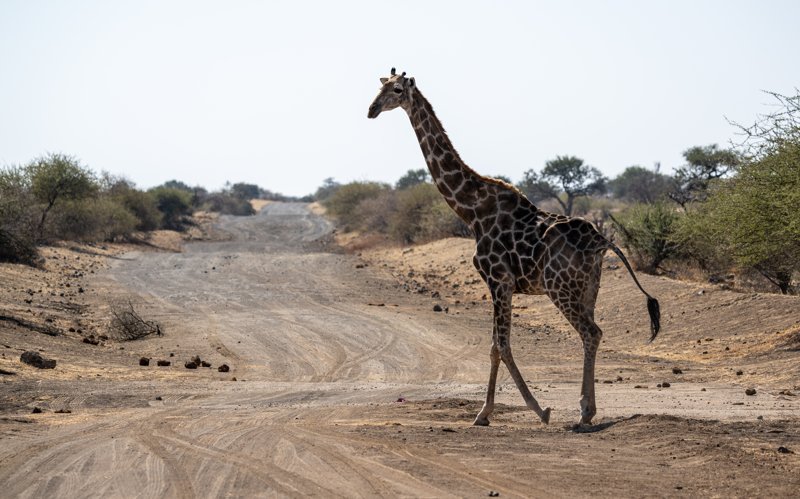 Mashatu Game Reserve, Botswana