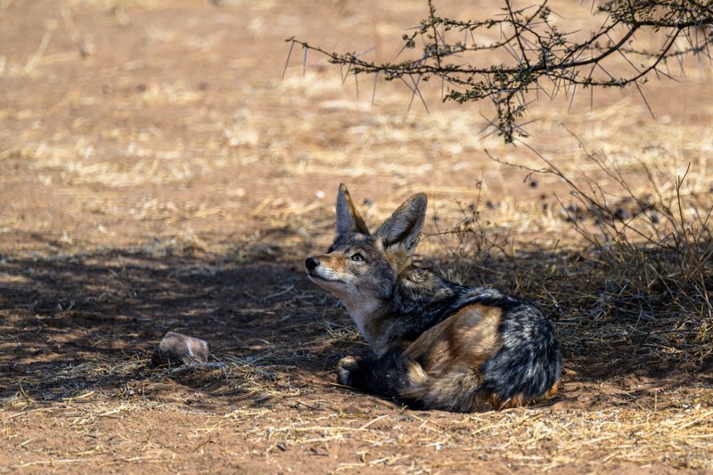 Mashatu Game Reserve, Botswana