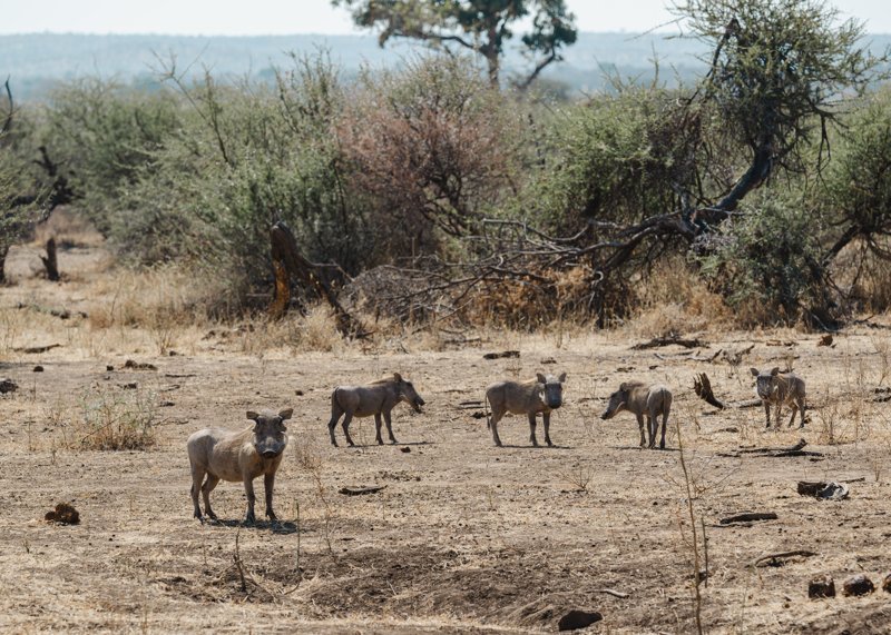 Mashatu Game Reserve, Botswana