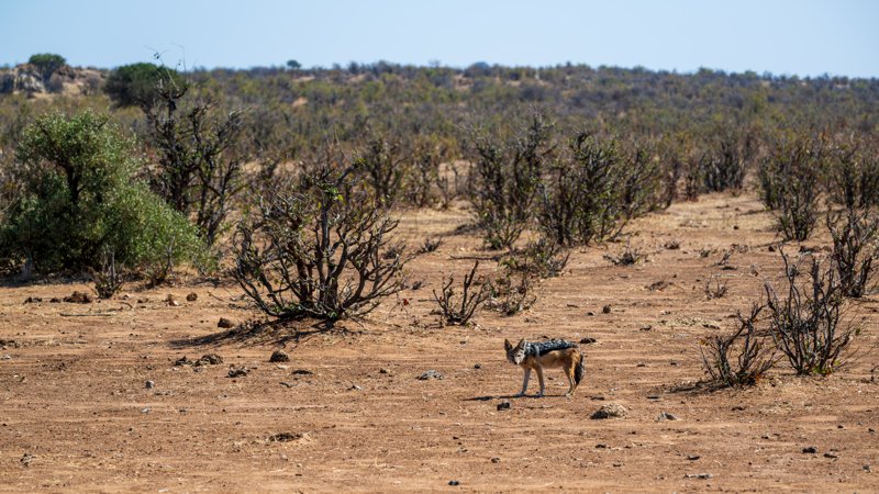 Mashatu Game Reserve, Botswana