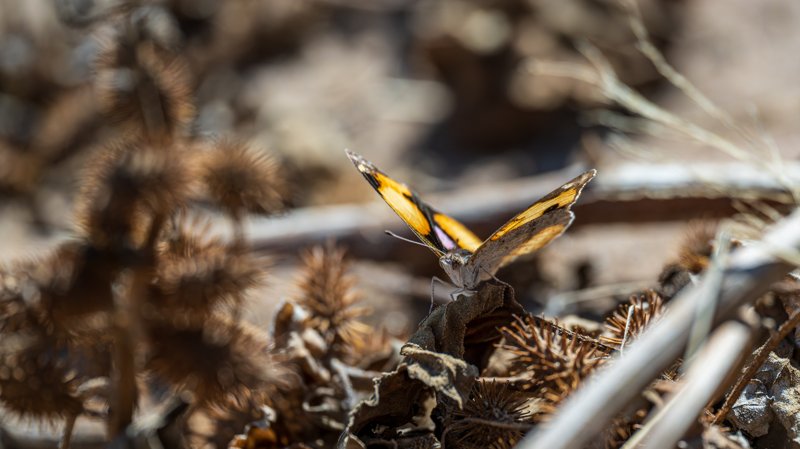 Mashatu Game Reserve, Botswana