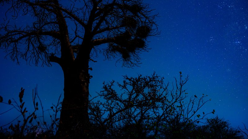 Mashatu Game Reserve, Botswana