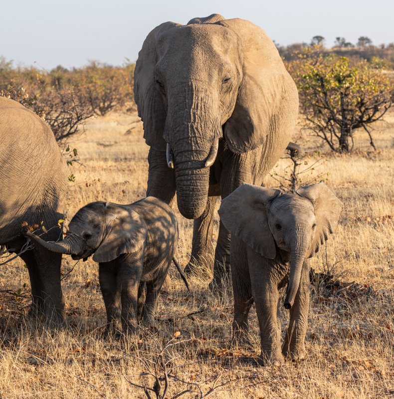 Mashatu Game Reserve, Botswana