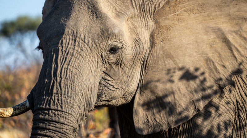 Mashatu Game Reserve, Botswana