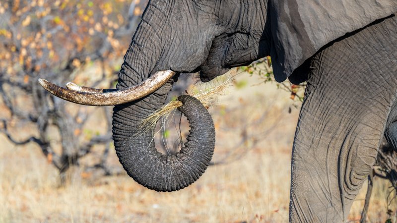 Mashatu Game Reserve, Botswana