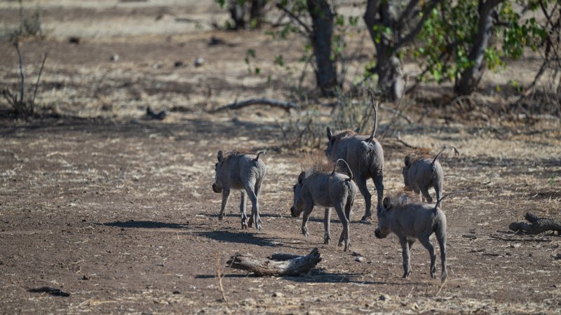 Mashatu Game Reserve, Botswana