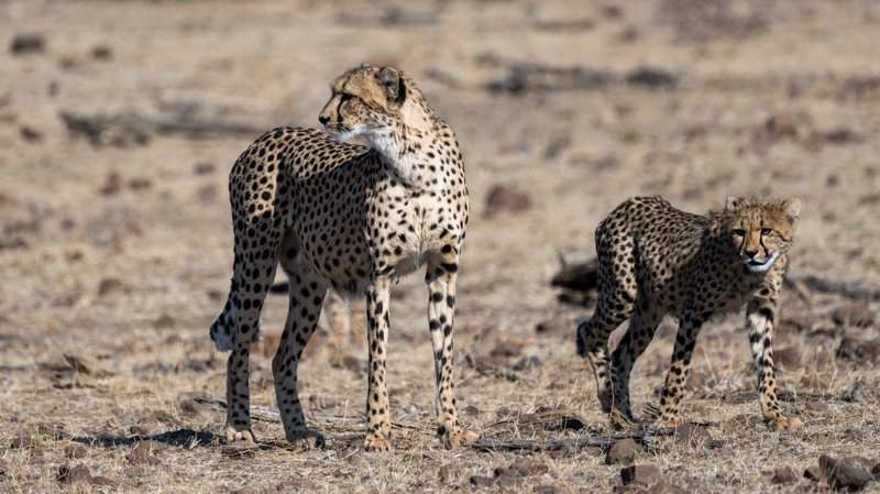 Mashatu Game Reserve, Botswana