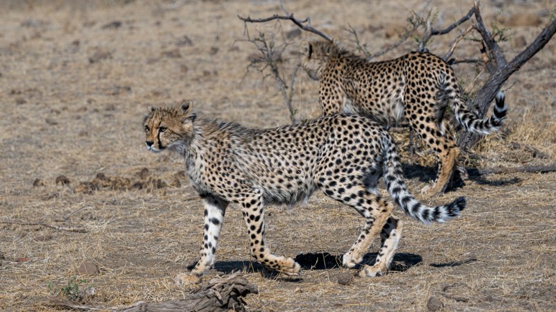 Mashatu Game Reserve, Botswana