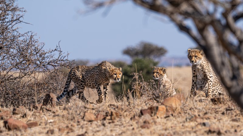 Mashatu Game Reserve, Botswana