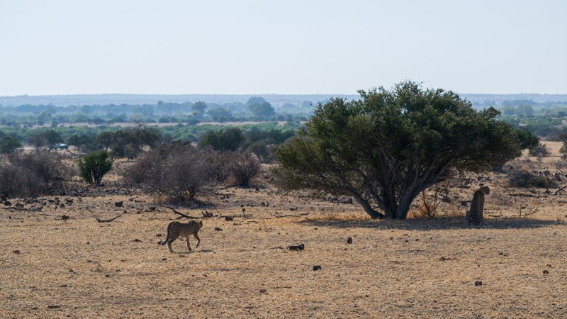 Mashatu Game Reserve, Botswana