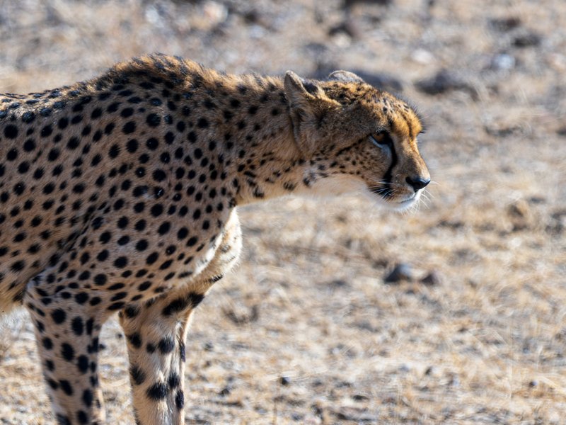 Mashatu Game Reserve, Botswana
