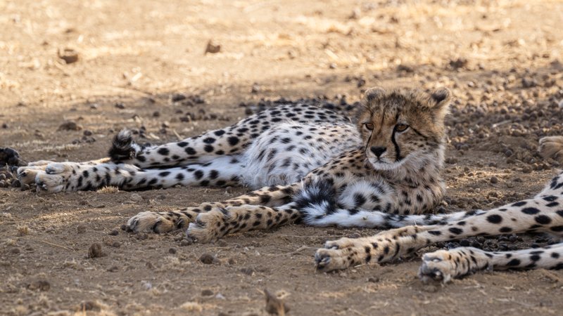 Mashatu Game Reserve, Botswana