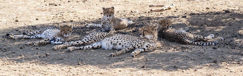 Mashatu Game Reserve, Botswana